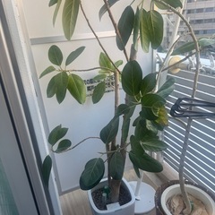 ⭐️植木⭐️3つありますの画像