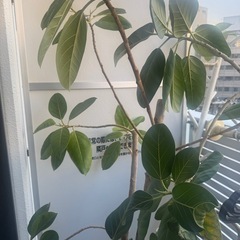⭐️植木⭐️3つありますの画像