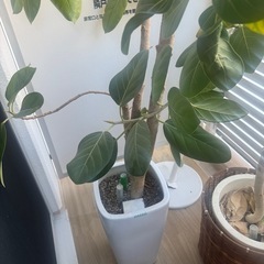 ⭐️植木⭐️3つありますの画像