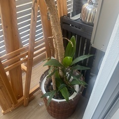 ⭐️植木⭐️3つありますの画像