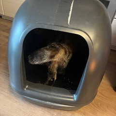 【掲載期間12/21まで⭐️】猫
トイレ