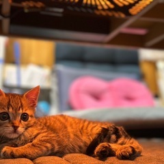 里親募集中　保護猫