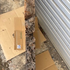 花梨 一枚板 原木 【未加工品】