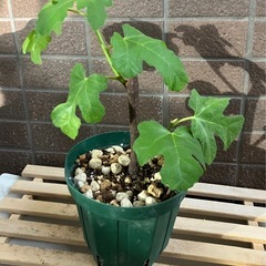 イタリア原産《希少イチジク鉢植え苗》