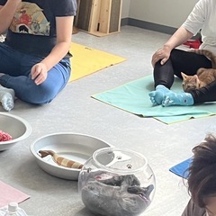 2/2ネコヨガ阿佐ヶ谷の保護猫カフェ - ワークショップ