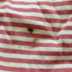 SHIPS 白のパーカー　裏側は赤白の横縞の画像