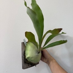 ビカクシダ　コウモリラン　板付け　ネザーランドの画像