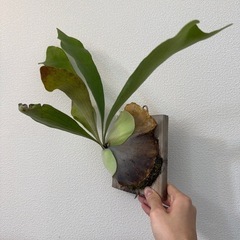 ビカクシダ　コウモリラン　板付け　ネザーランドの画像