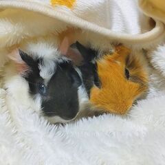 モルモット♀2匹早期募集！！ - その他