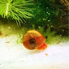 ［水草］マツモ5cm以上×5本の画像