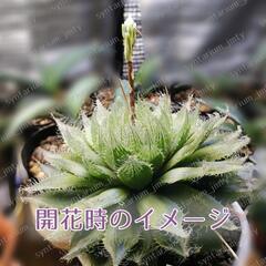 《多肉植物》クリスタルプラント【ハオルチア・ブラックベルディアナ】の画像