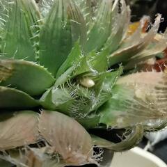 《多肉植物》クリスタルプラント【ハオルチア・ブラックベルディアナ】の画像