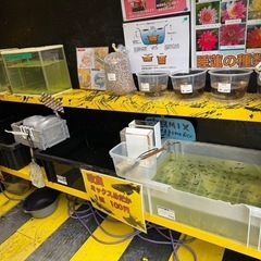 光合成バクテリア　PSB販売中！の画像