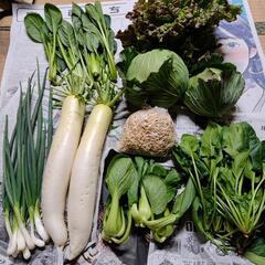 お野菜８点