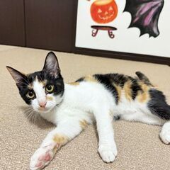 多頭飼育レスキュー💥和柄の三毛ちゃん🩷