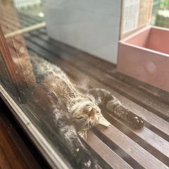 人懐っこキジ猫オス8ヶ月 − 奈良県