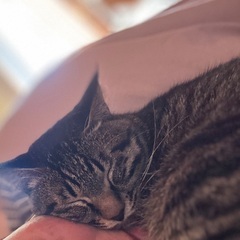 人懐っこキジ猫オス8ヶ月 - 猫