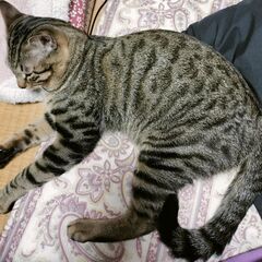 急募です！！8ヶ月のオス猫ちゃんです。