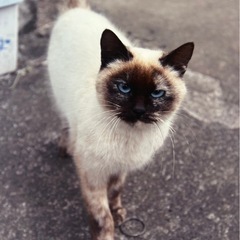 2歳くらいシャム猫の女の子