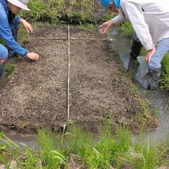 田んぼ体験　種蒔きから収穫まで　－自然農の米作り－の画像