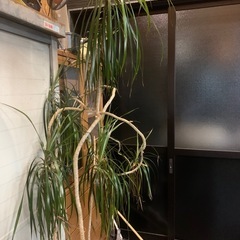 観葉植物 ドラセナ　マジナータの画像