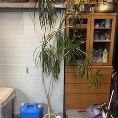 観葉植物 ドラセナ　マジナータ