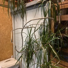 観葉植物 ドラセナ　マジナータの画像