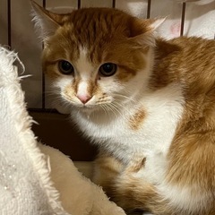 大人しくカッコ可愛い〜茶太郎くん🐱💕 - 猫