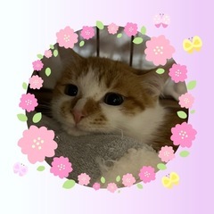 大人しくカッコ可愛い〜茶太郎くん🐱💕の画像