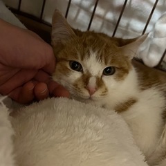 大人しくカッコ可愛い〜茶太郎くん🐱💕 - 北名古屋市