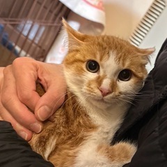 大人しくカッコ可愛い〜茶太郎くん🐱💕 − 愛知県