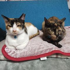 お転婆な三毛猫ちゃん − 福岡県