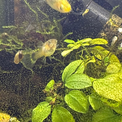 グッピー赤ちゃんさしあげます(6〜8匹)🐟の画像