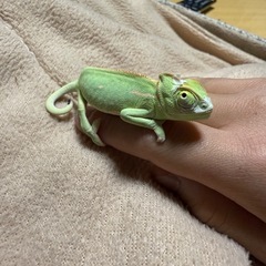 カメレオンの画像