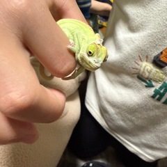 カメレオンの画像