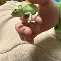 カメレオンの画像