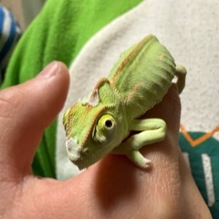 カメレオンの画像