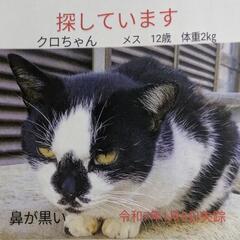 【老猫を探しています】川越市★笠幡駅付近
