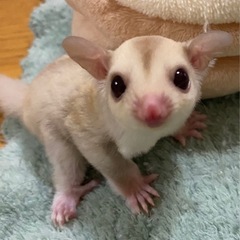 💜クリミノベビー💜