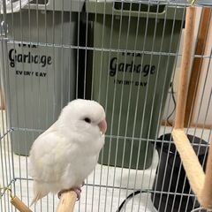 コザクラインコ(決まりました)