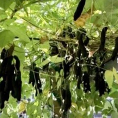 晴れの国岡山産ムクナ豆500gの画像