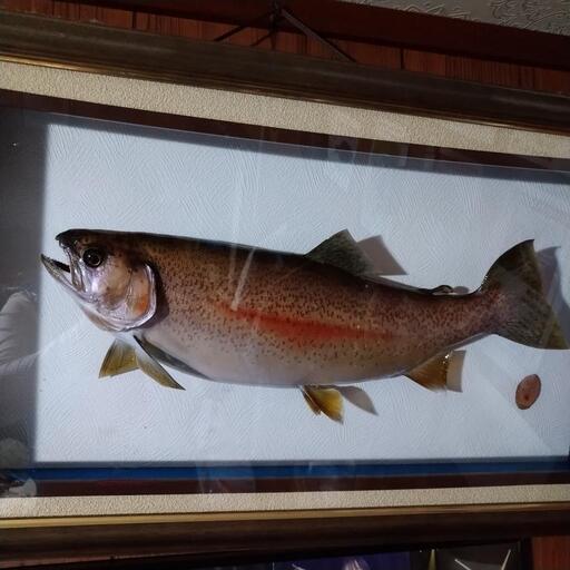 ☆剥製巨匠作RainbowTrout剥製46cm☆美品