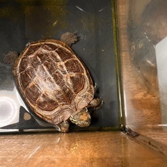 クサガメ