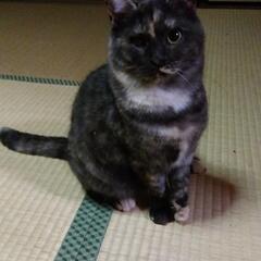 猫砂、ペットシート等ご支援お願いします