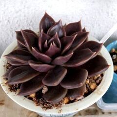 【多肉植物】エケベリア属『古紫』(KMS300A).｡.:*･'(*ฅ́˘ฅ̀*).’･*:.｡の画像