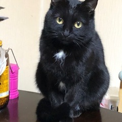 猫探してます