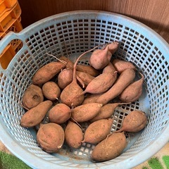 訳あり　さつまいも　安納芋　500g50円