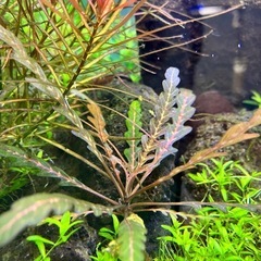 水草(パールグラス、ピンナティフィダ)の画像