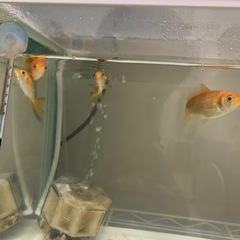 金魚　4匹　和金　　