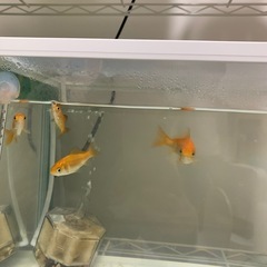 金魚　4匹　和金　　の画像